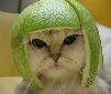 limecat.jpg